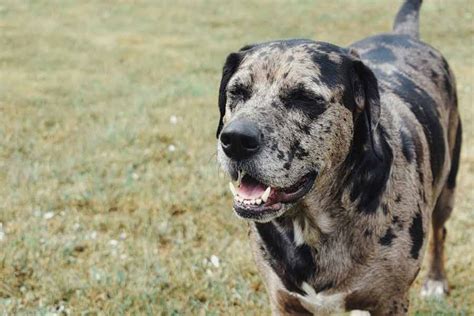 Catahoula Mountain Dog - Profile | Traits | Care | Behavior - Dog Dwell