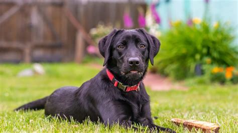 Black Lab Breeders: Top 6 Choices In The USA