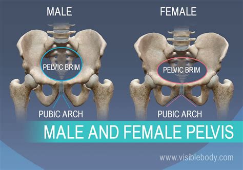 Pelvic Bone Male Vs Female