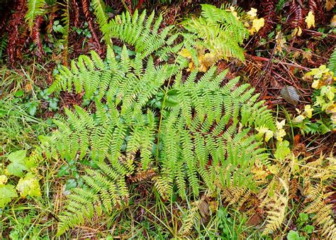 Pteridium aquilinum (Bracken Fern) – 10,000 Things of the Pacific Northwest