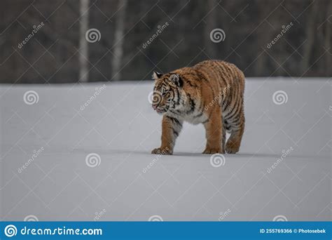 Siberian Tiger Running in Snow. Stock Photo - Image of beast, meadows: 255769366