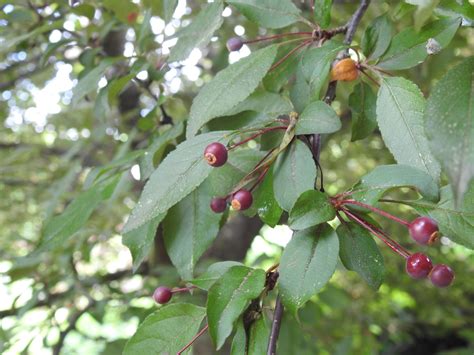 Ornamental Crabapple Tree Fruit | Fruit Trees