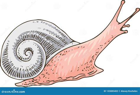 Little Pink Garden Snail stock illustration. Illustration of gastropod - 133085402