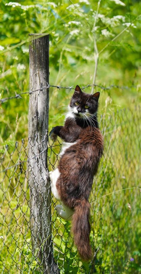 Cat Climbing Photos, Download The BEST Free Cat Climbing Stock Photos ...