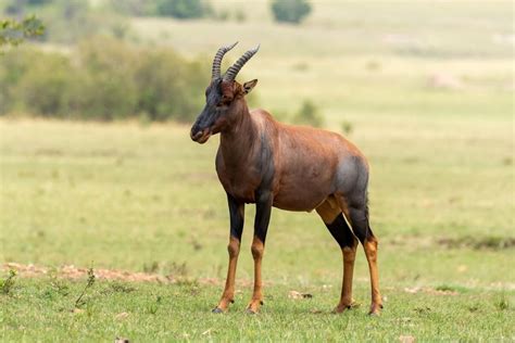 25 animales de la sabana africana y sus características