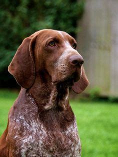 56 Best Bracco Italiano ideas | dogs, puppies, dog breeds