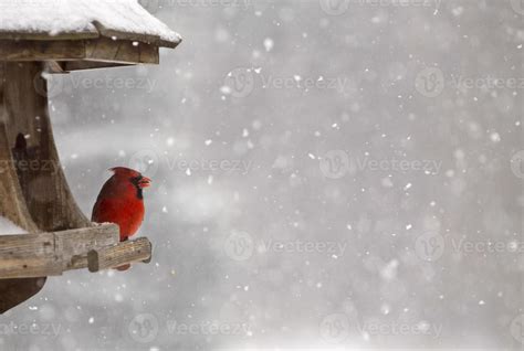 Cardinal at Bird Feeder 5465687 Stock Photo at Vecteezy