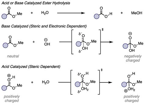 Ester Hydrolysis Mechanism