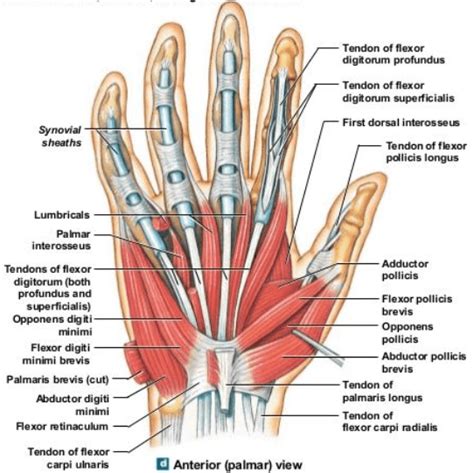 How I Got Trigger Finger and What I Did to Treat It | The Pain & Injury Doctor