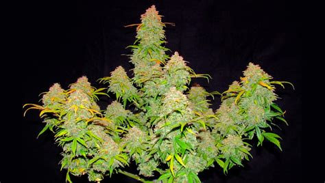 Top 10 Best Outdoor Autoflower Seeds UK 2023 | Fast Buds