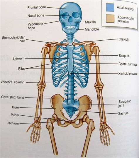 Science is wonderful: Human Skeleton