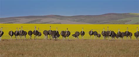 Klein Karoo (Little Karoo) | South Africa Safaris & Tours | Jewel of ...