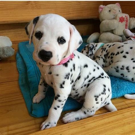 Dalmatian Puppies For Sale | Colorado Springs, CO #291626