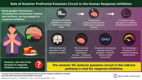 Revealed: Anterior prefrontal-putamen circuit essential to response ...