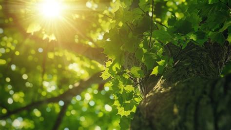 Trees Wallpaper - Light, Green, Nature #19568