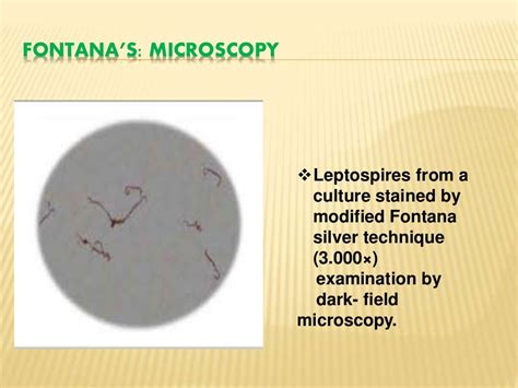 Staining Techniques in Microbiology