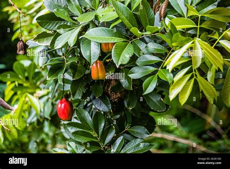 Ackee Fruit in Grenada Stock Photo - Alamy