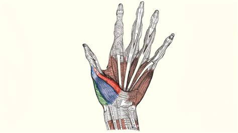 Opponens Pollicis Muscle