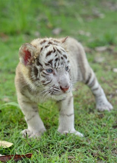 Baby Bengal Tiger stock photo. Image of tiger, infant - 4782788