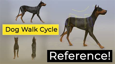 Dog Walk Cycle Reference