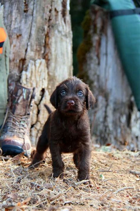 Pudelpointer Puppies For Sale Near Me / Gallery Foothill Kennel Pudelpointer Breeder ...