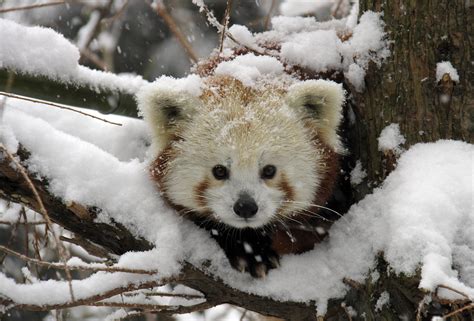 A very snowy red panda Animals And Pets, Baby Animals, Funny Animals ...