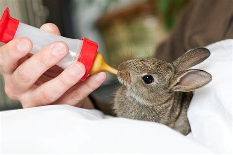 How To Care For A Baby Bunny - Our Lovely Rabbits