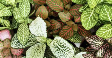 Fittonia Varieties: A Collection Of Nerve Plants