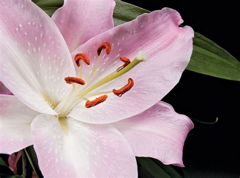 Pistil | Definition, Description, & Facts | Britannica