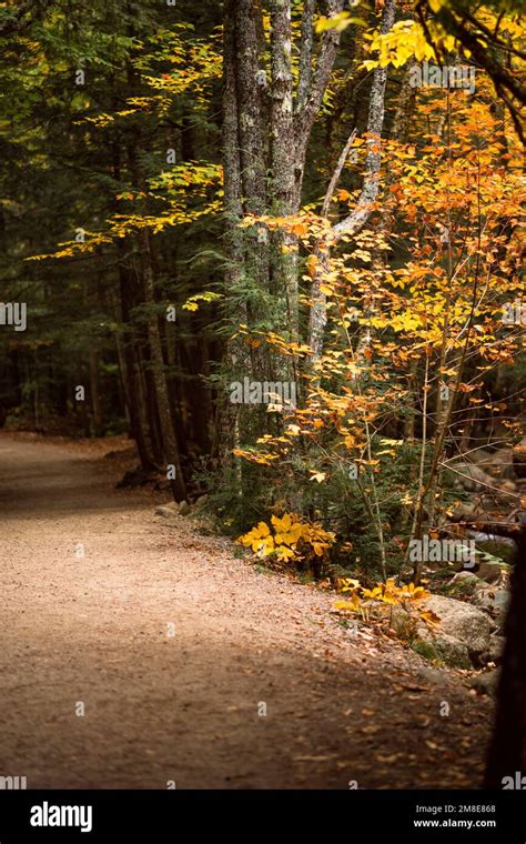 Fall Foliage details along Kancamagus Highway in New Hampshire Stock Photo - Alamy