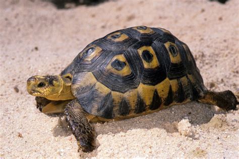 Types of Turtles | Giant Tortoise | Reptile Gardens | Reptile Gardens