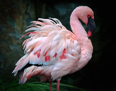 Ruffled Feathered Flamingo Photograph by Athena Mckinzie