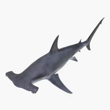 Great Hammerhead Shark ~ 3D Model #90881474 | Pond5
