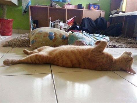 23 Gatos que arranjaram um jeito bem diferente de dormir | Curioso Sábio