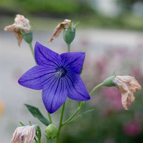 Blue Star Flower | Star flower, Blue star, Flowers