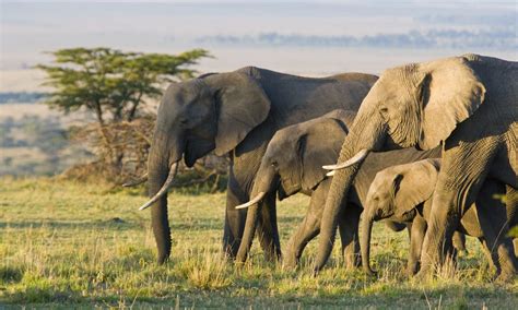 10 of the World’s Best Places To See Elephants | Wanderlust