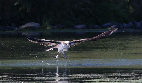 See St. George Island's Wildlife - Discover Beautiful St. George Island Florida