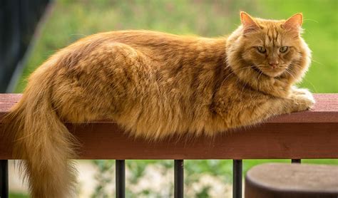 Large Cat Breeds - The Biggest Domestic House Cats