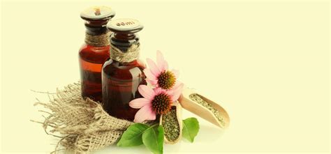 10 Dangerous Side Effects Of Echinacea