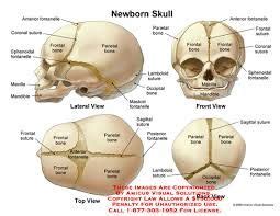 cranial sutures - Google Search | Skull anatomy, Human skeleton anatomy, Anatomy bones