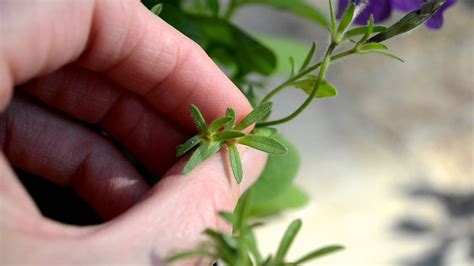 Harvesting Petunia Seeds - How To - YouTube