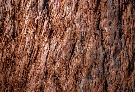 Old rough wood texture Wooden texture background - stock photo | Crushpixel