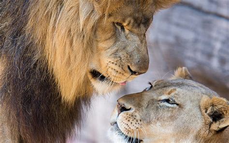 HD wallpaper: Lion, lioness, love, couple, lion and cub | Wallpaper Flare