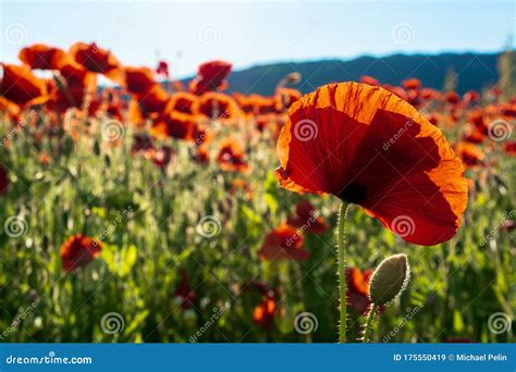 Red Poppy Field at Sunset. Clouds on the Blue Sky Stock Image - Image ...