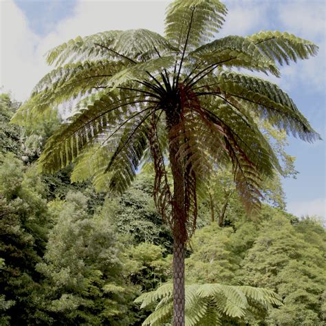 Cyathea cooperi (Sphaeropteris cooperi) - Big Plant Nursery