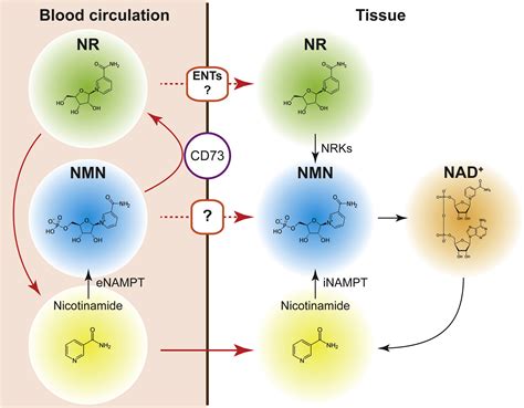 NAD+ Intermediates: The Biology and Therapeutic Potential of NMN and NR: Cell Metabolism