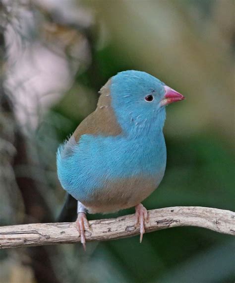 Pictures and information on Blue-capped Cordon-bleu