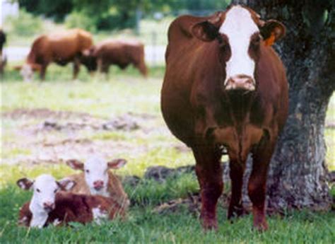 Braford | The Cattle Site