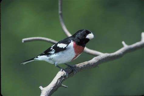 Free picture: male, rose, breasted, grosbeak, bird, pheucticus ludovicianus