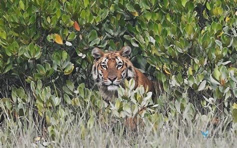 In India's Sundarbans: Where People Live Face-To-Face With Wild Tigers - WorldAtlas